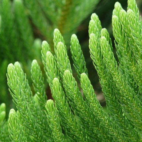 Aucaria2