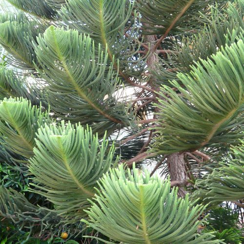 Aucaria3