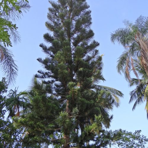 Aucaria5