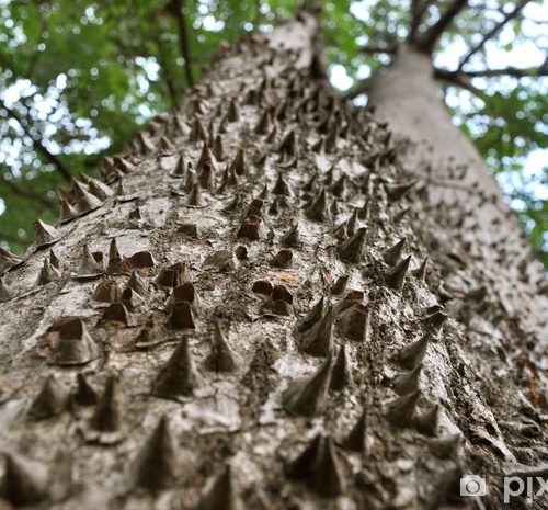 Spiny Pochote tree, Costa Rica