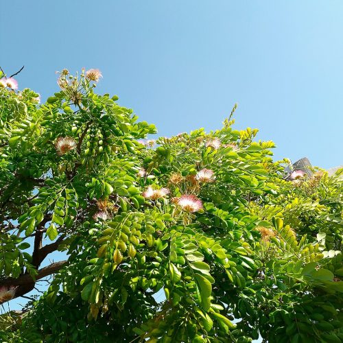 Samán_(Samanea_saman)_-_Punto_Fijo,_Venezuela