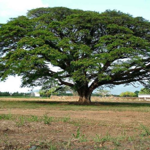 arbol-con-tronco-de-pequeno-tamano-llamado-Samanea-saman